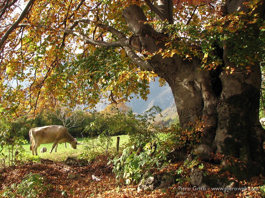 cancervo 014.jpg - Un grande faggio secolare alla Cascina Piazzo